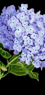 Purple hydrangea flower wallpaper on black background.