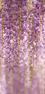 A cascade of hanging lavender flowers creating a serene and elegant wallpaper design.