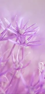 Close-up of purple floral blooms on a soft pastel background.