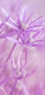 Close-up of elegant purple flowers with soft hues.