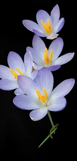 Elegant purple flowers on a black background.