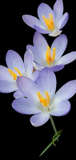 Purple flowers with yellow stamens on black background.