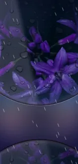 Purple flowers with water droplets on a black background.