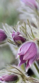 Close-up of vibrant purple flowers in bloom.