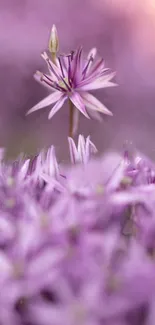 Close-up of a purple flower with blurred background.