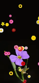 Vibrant purple flower on a black background.