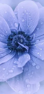 Elegant purple flower with water droplets on petals.