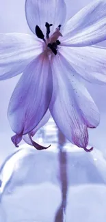 Lavender flower in a glass vase against a soft background.