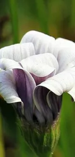 Close-up of a purple and white flower with green background.