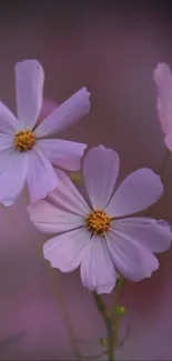 Elegant purple flowers with delicate petals and a soft purple background.