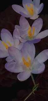 Elegant purple crocus flowers on a dark background wallpaper.