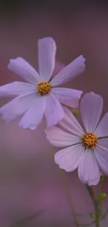 Purple cosmos flowers on a blurred background wallpaper.