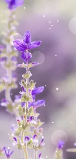 Elegant purple flowers with soft bokeh background, perfect for mobile wallpaper.