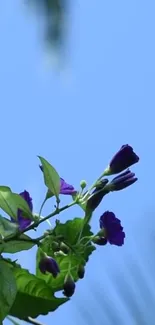 Beautiful purple flowers with green leaves against a clear blue sky.