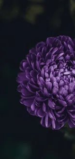 Purple flower with dark background for mobile wallpaper.