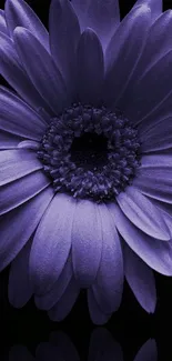 Elegant purple daisy flower on black background.