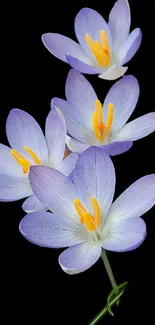 Vibrant purple flowers on a black background, perfect for mobile wallpaper.