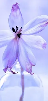 Purple flower in a glass vase with soft lavender hues.