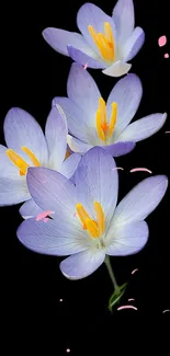 Purple flowers with yellow centers on black background.