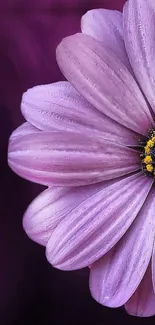 Close-up of a purple flower with detailed petals and a vibrant center.