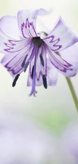 Elegant purple flower with delicate petals and soft background.