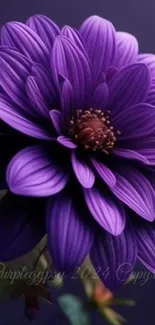 Elegant purple flower with vibrant petals, perfect for mobile wallpaper.