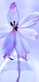 Elegant purple flower in a glass vase on a light background.