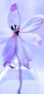 Elegant purple flower in a glass vase.