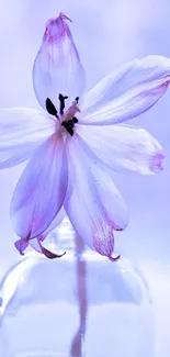 Close-up of a purple flower on a glass vase in soft focus.