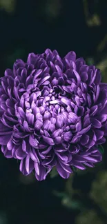 Vibrant purple chrysanthemum flower on a dark background.