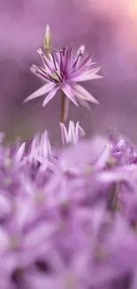 Purple flower with blurred petals in soft focus.