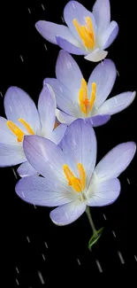 Elegant purple flowers on a black background with delicate petals.