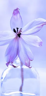 Elegant purple flower in a clear vase with soft pastel background.