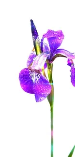 Elegant purple iris flower with dewdrops on a white background.