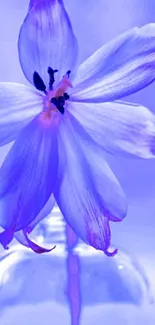 Elegant purple flower with soft petals.