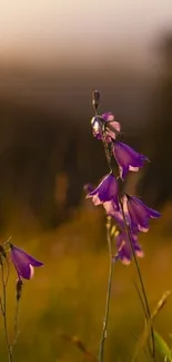 Serene purple flowers in sunset light.