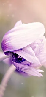 Close-up of a delicate purple flower with soft petals on a mobile wallpaper.