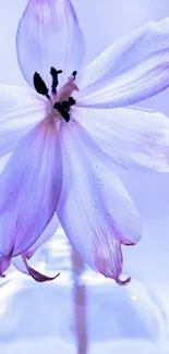 A delicate purple flower in a glass vase with a soft lavender background.