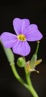 Purple flower on black background wallpaper.