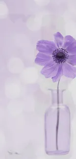 Purple flower in a glass vase with soft lavender background.