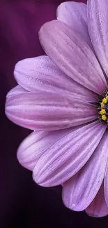 Close-up of a vibrant purple flower on a deep plum background.