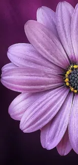 Close-up of a purple flower with a dark elegant background.