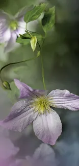 Elegant mobile wallpaper with a soft purple flower.