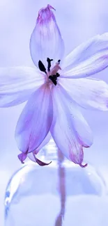 Elegant purple flower in a glass vase on a blue background wallpaper.