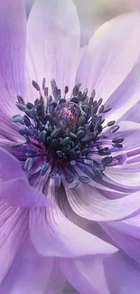 Close-up of a purple flower with intricate, elegant petals.