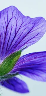 Close-up of a purple flower with delicate petals against a soft background.