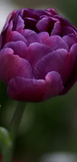 A close-up shot of a vibrant purple flower blossom.