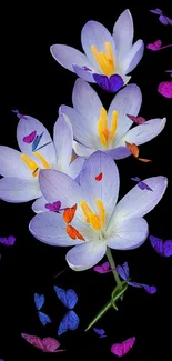 Purple flowers on black background, elegant and minimalistic.