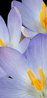 Purple flowers contrasted on black background, elegant and vibrant screen wallpaper.