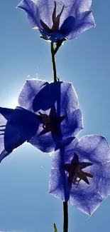 Purple flowers with delicate petals against a bright azure blue sky.